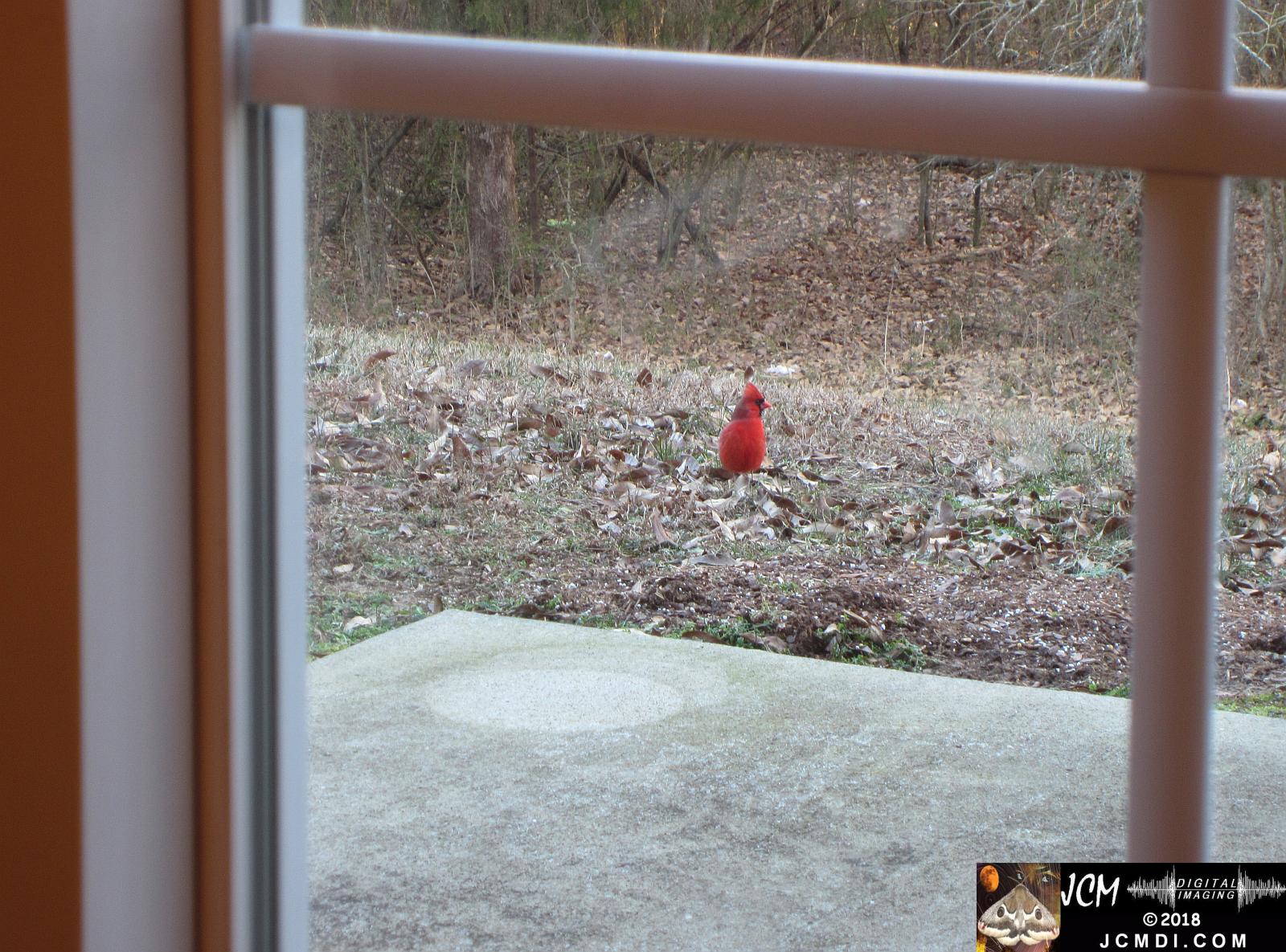 Bright red Cardinal stand out in the grass